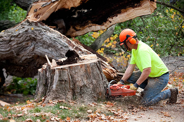 How Our Tree Care Process Works  in  Los Osos, CA