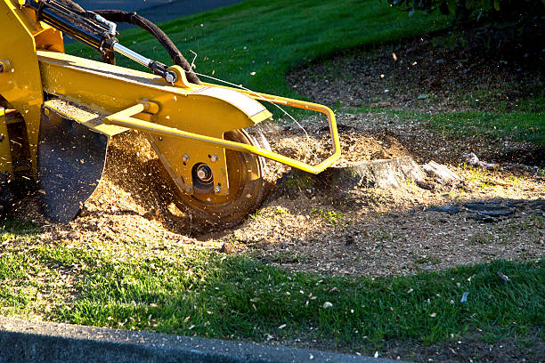 Best Grass Overseeding  in Los Osos, CA