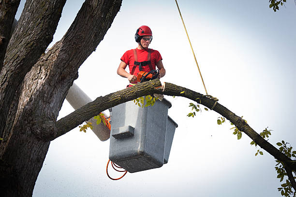 Tree and Shrub Care in Los Osos, CA