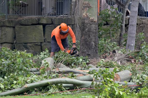 Professional Tree Care  in Los Osos, CA